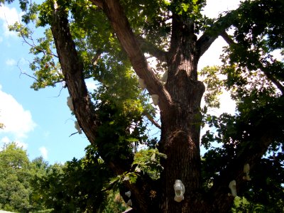 Shoe Tree