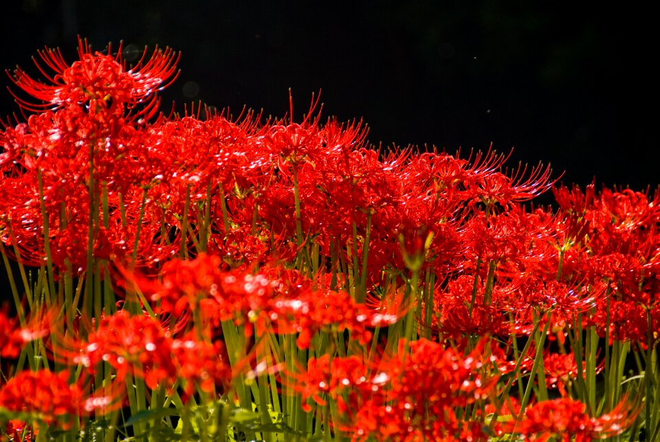 Red spider lily autumn flowers