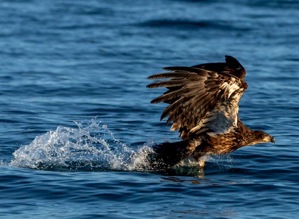 2020 Bald Eagles Going after Fish (46)