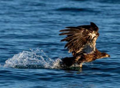 2020 Bald Eagles Going after Fish (46)