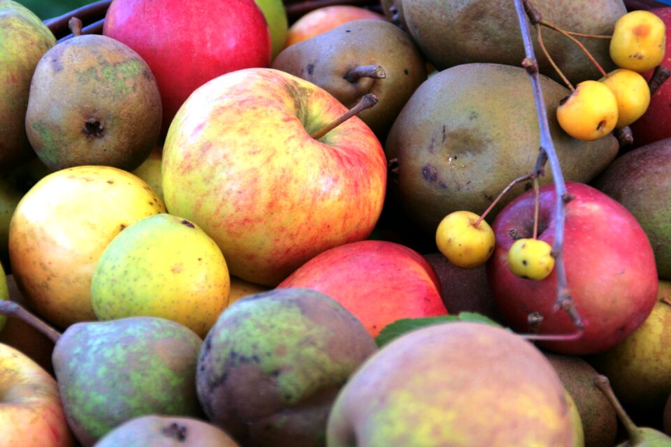 Healthy vitamin pomology