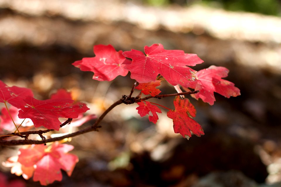 2017/365/287 Maple Maple Maple... in Arizona? Yep
