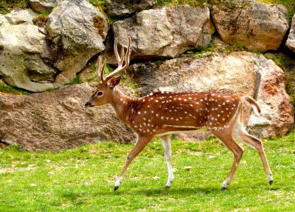 Beauval Zoo