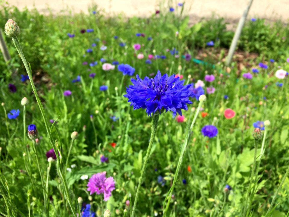 2019/365/198 The Wildflower Explosion