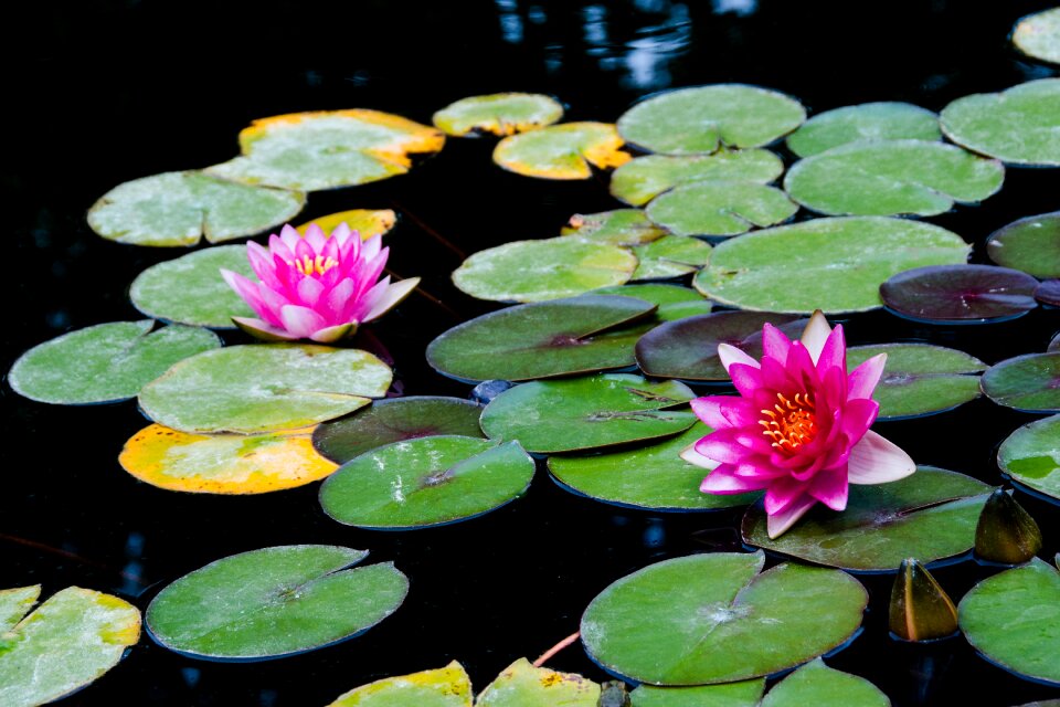 Water lily nature pond photo