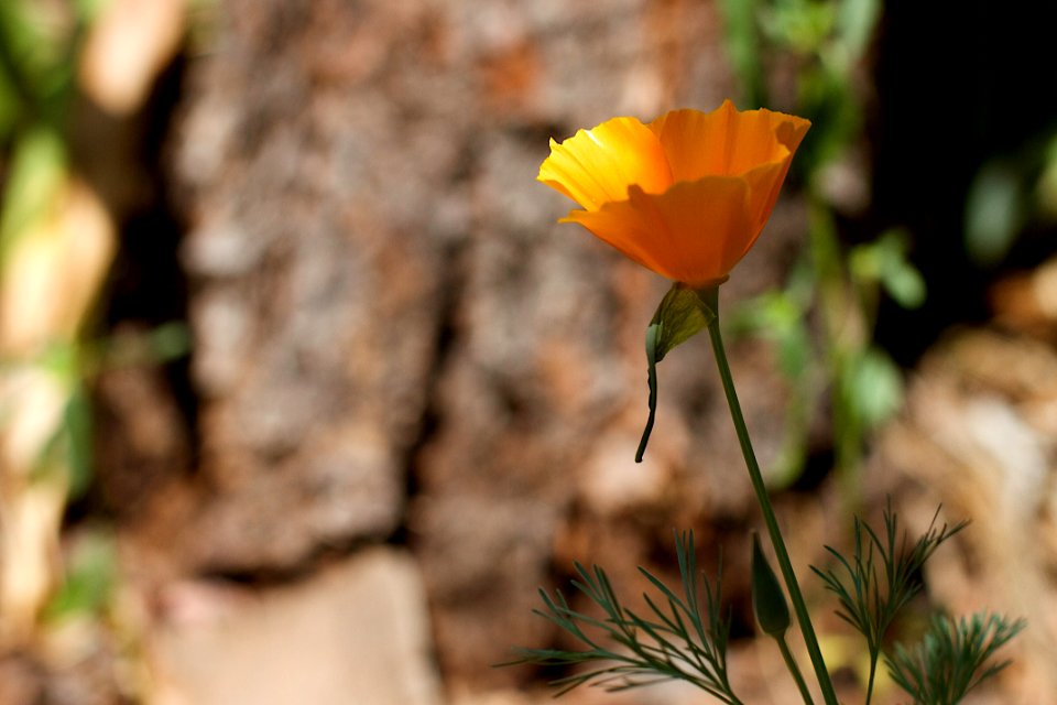 One Poppy Talking Loudly