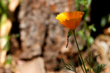 One Poppy Talking Loudly