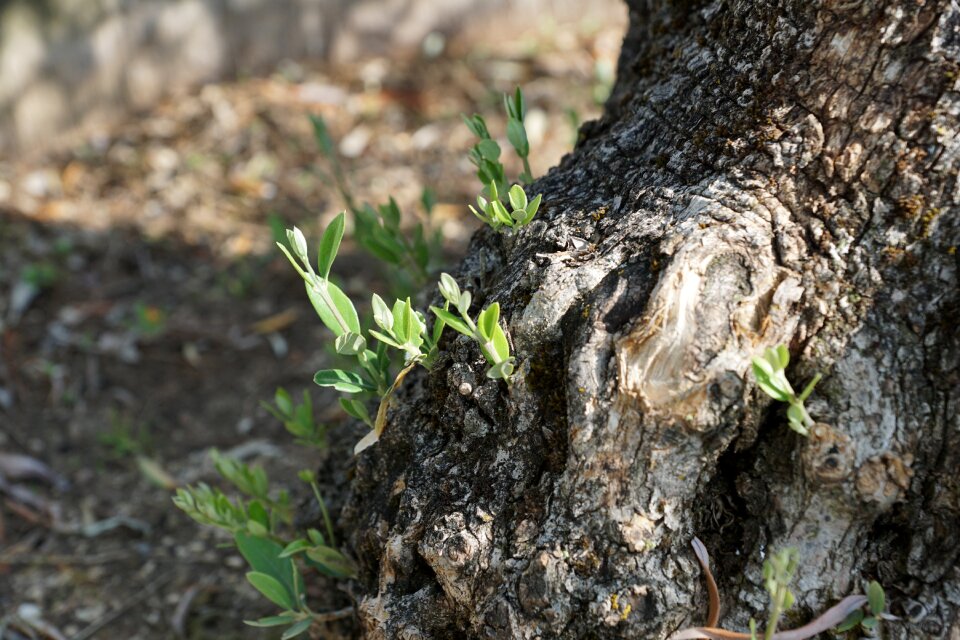 Olive tree tree plant