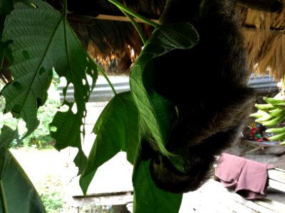 Sloth eating leaf photo