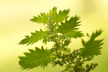 Nettle leaf medicinal herb photo