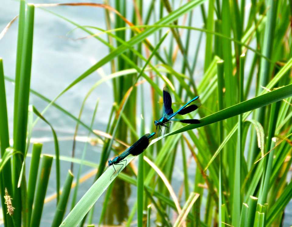 Banded damselflies