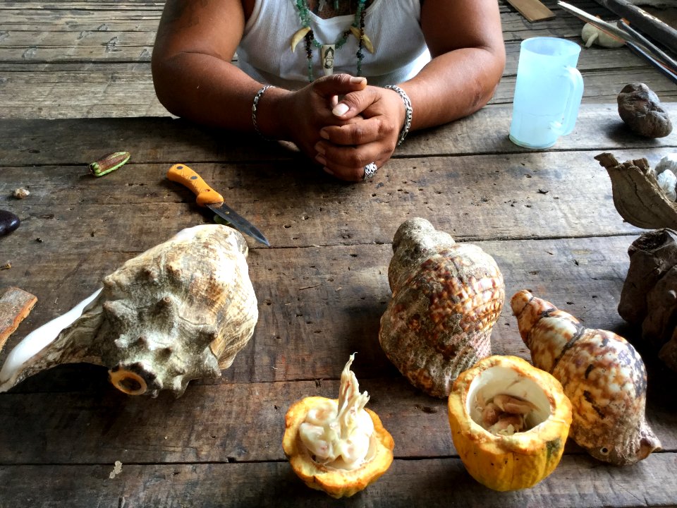 Cacao and conch shells