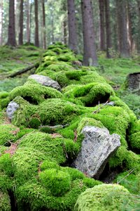 Nature autumn stone
