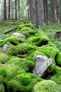 Nature autumn stone photo