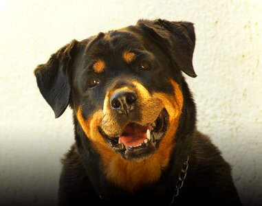 Rottweiler dog Free photos