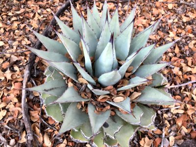 Forest Agave