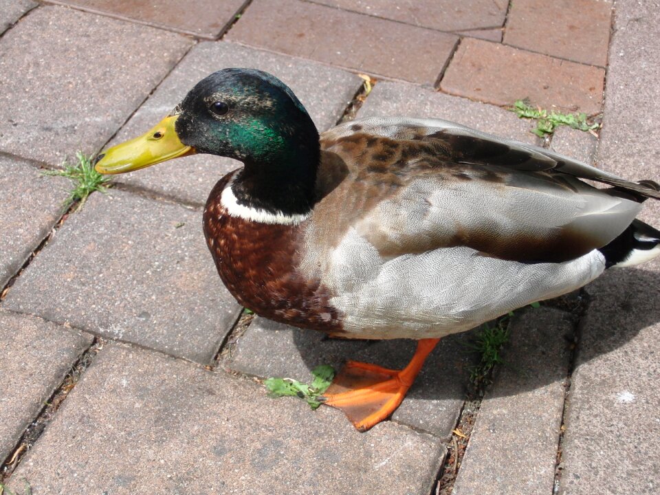 Bird duck bird bill