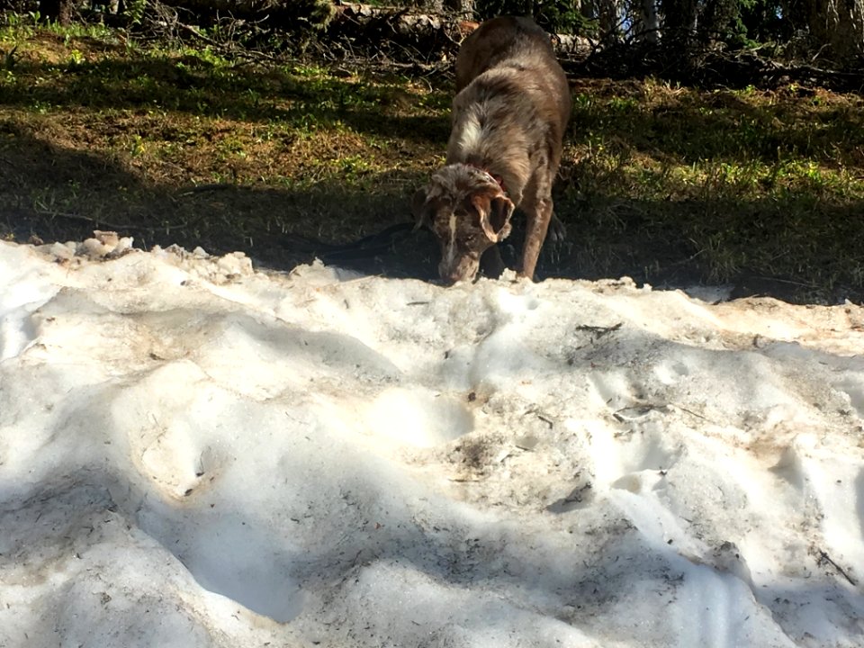 Tastes Like Snow