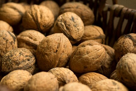 Nuts real walnut nut photo