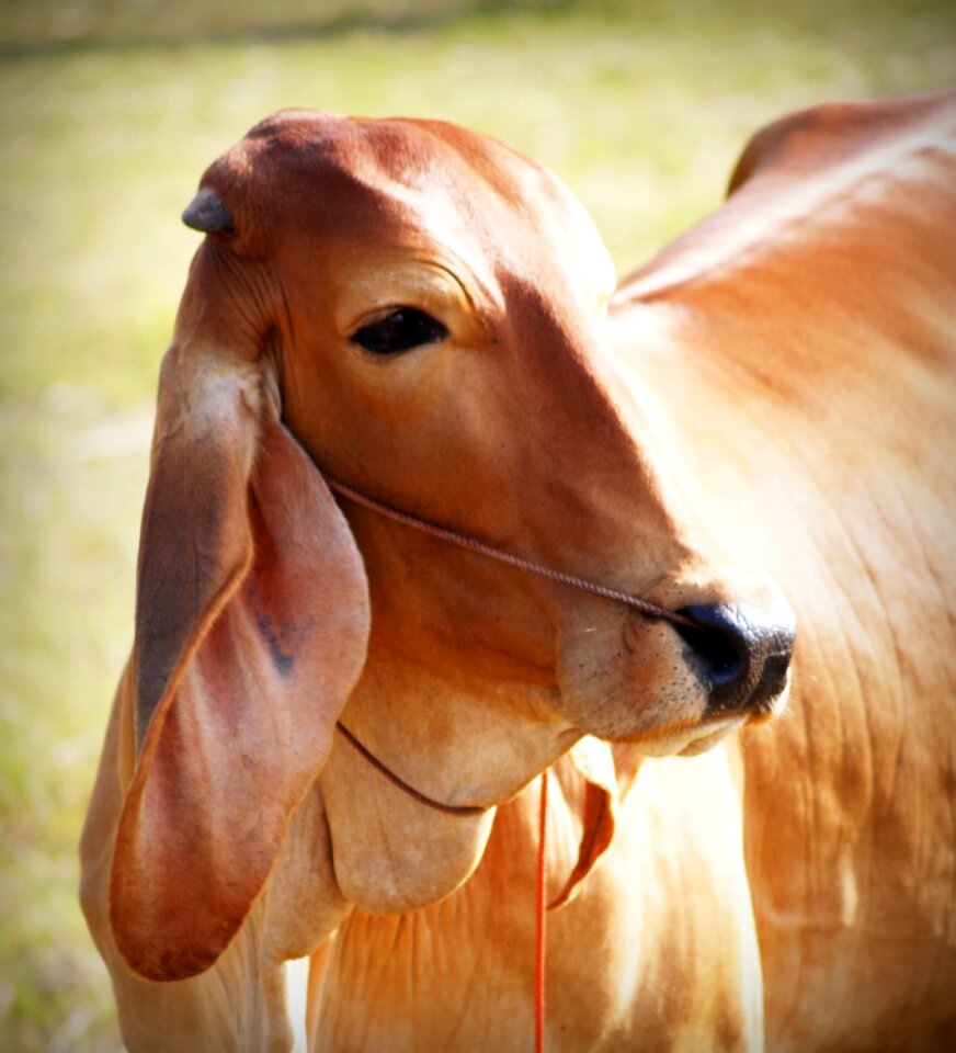 Isolated snout agriculture