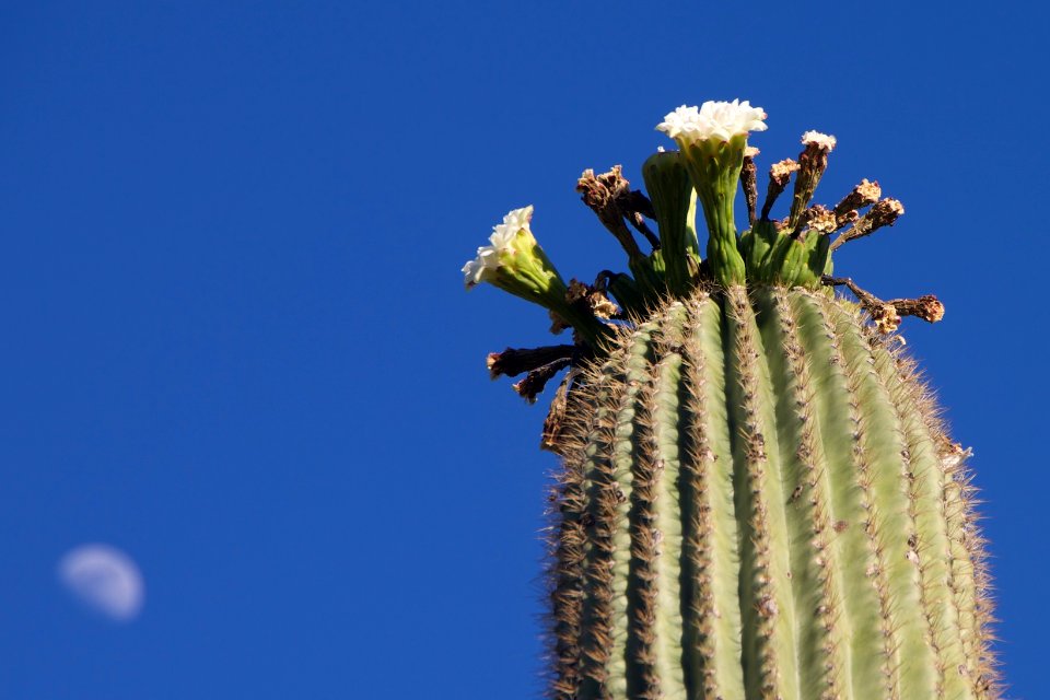 Moon over Saguaro Flowers
