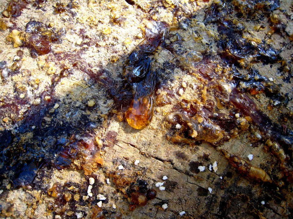 Dead Tree, New Sap