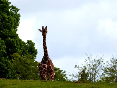 zoo beauval ouvert actuellement