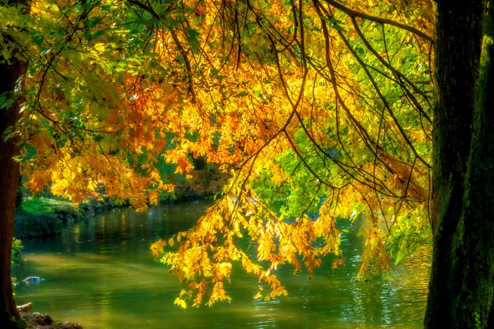 Autumn foliage transparency on the E-side of the little lake-00061