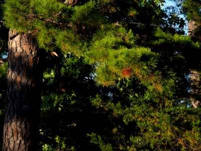 Pine trees