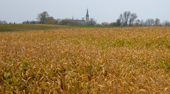 Cornfield and St. Rose of Lima church