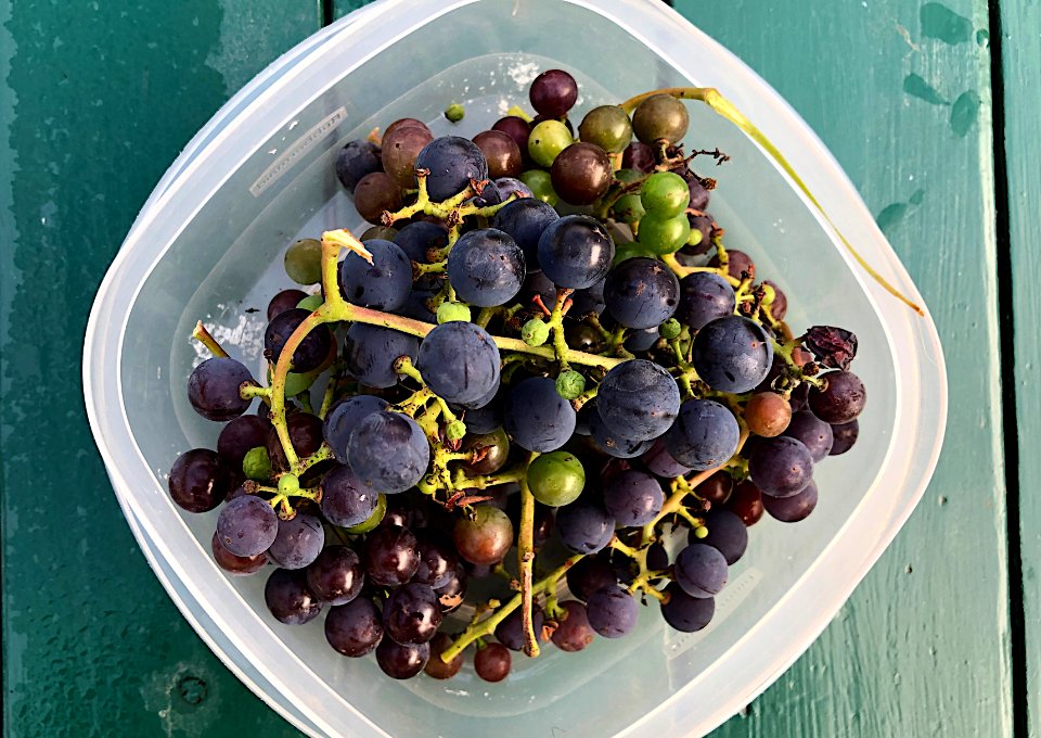 Last of the Home Grown Grapes