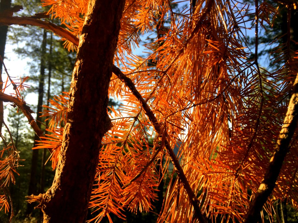 Orange You Glad It's Sunset?