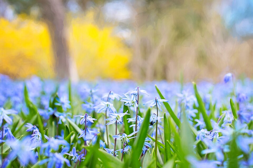Blossom meadow colorful