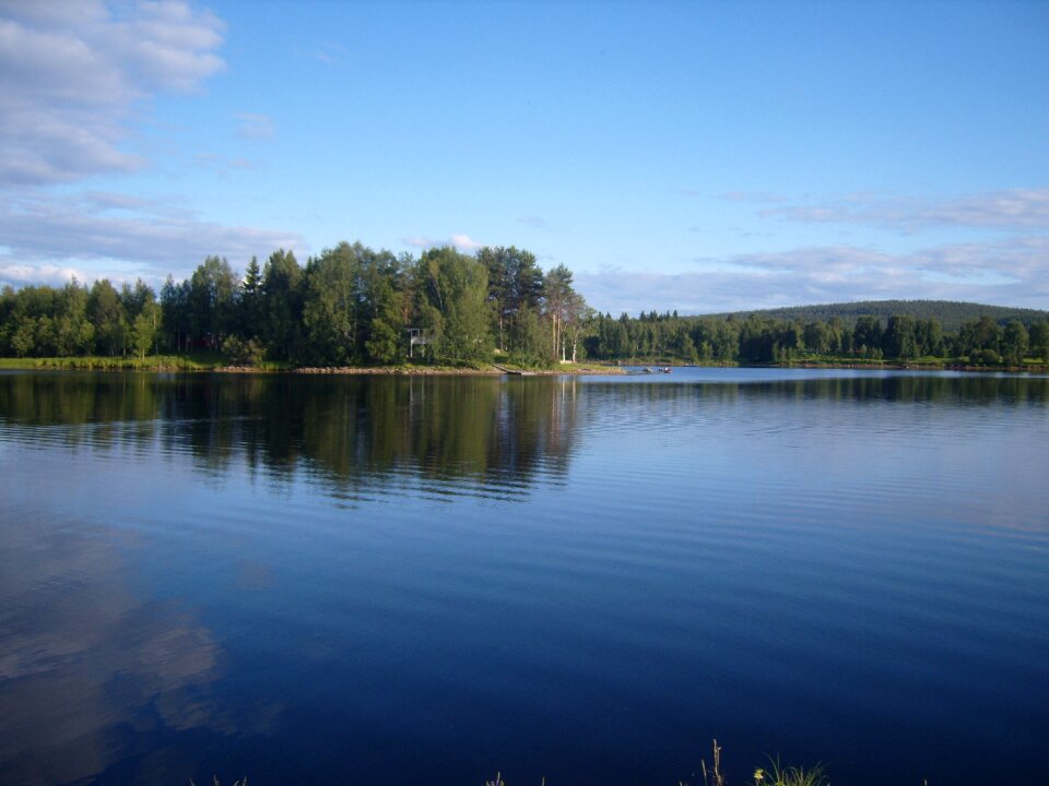 Forest fir forest lake