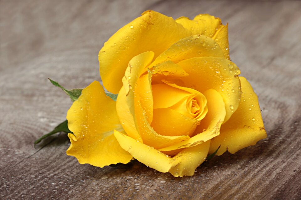 Bloom latin pink yellow