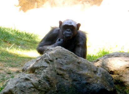 Chimpanzee
