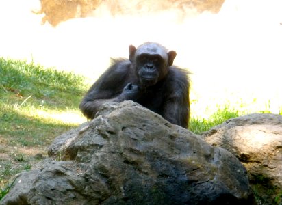 Chimpanzee photo