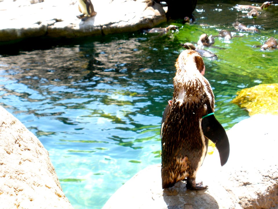 Penguins
