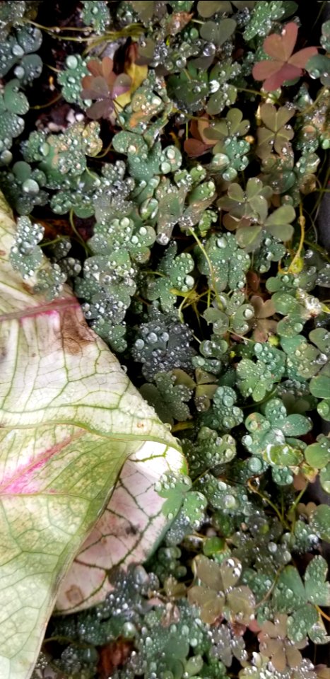 rain on clover