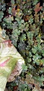 rain on clover