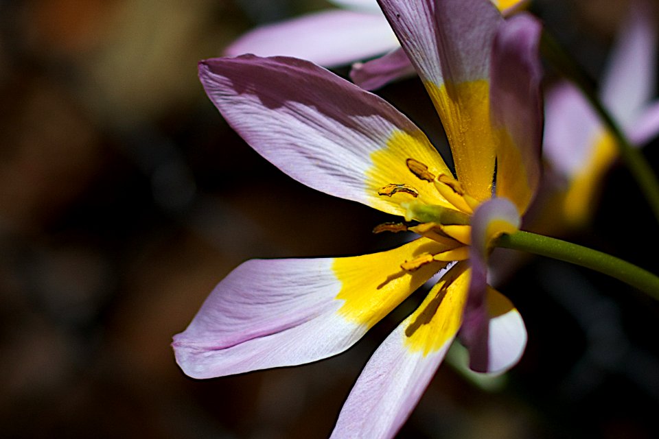 Wild Tulip Details