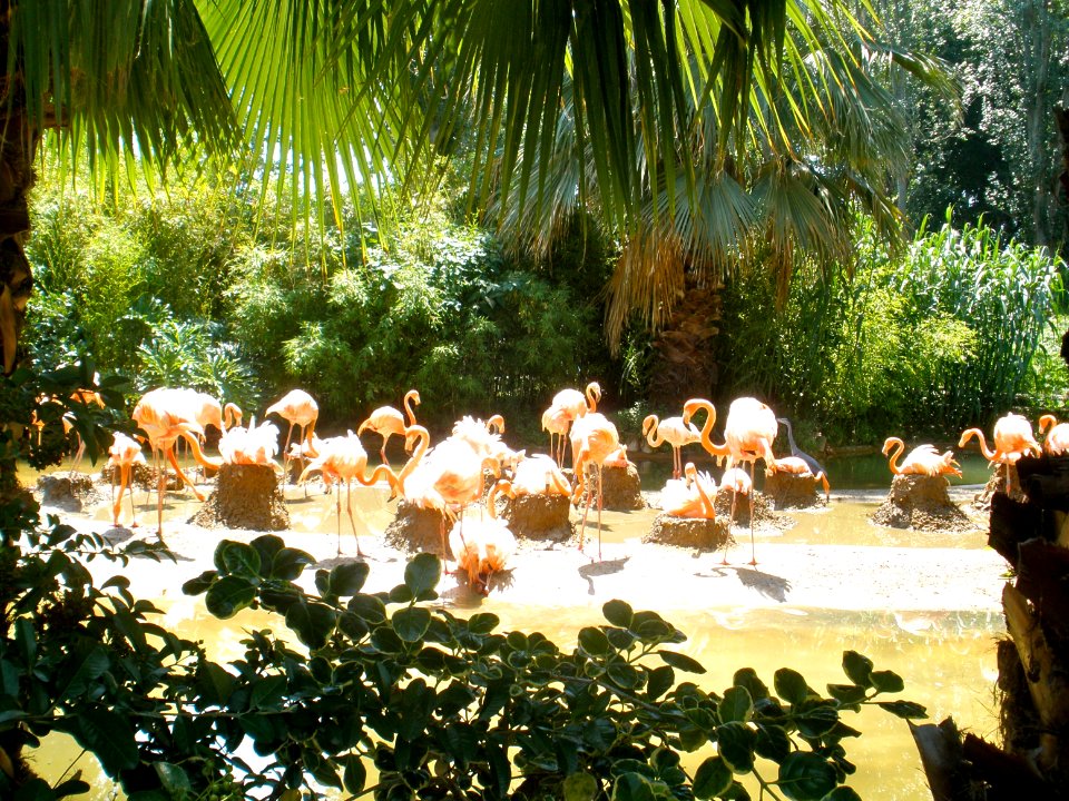Flamingos