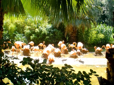 Flamingos