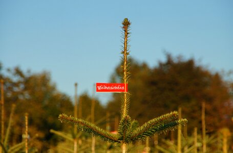 Fir plantation buy shield