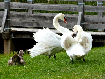 Swans at the lake