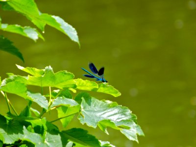 Banded damselfly