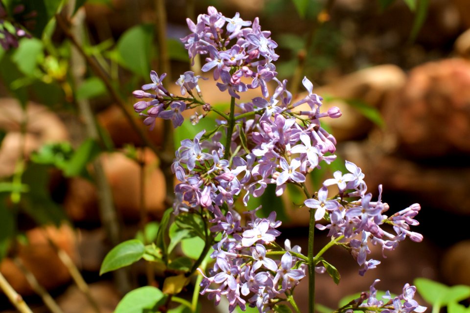 Good Showing by Lilac Flowers this year