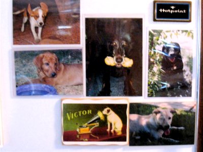 Fridge Dog Fame Wall photo