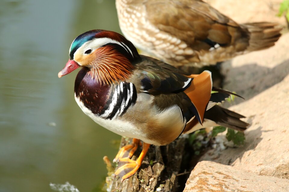 Bird duck colors