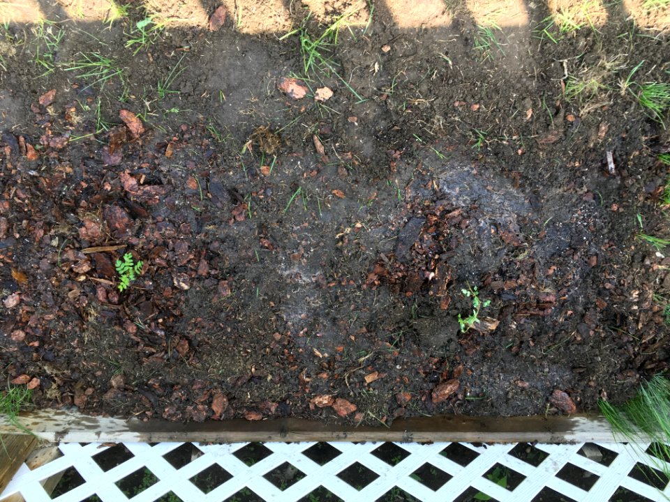 First Plantings